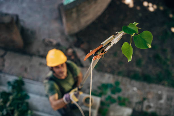 Best Tree Cabling and Bracing  in Palm Springs, CA