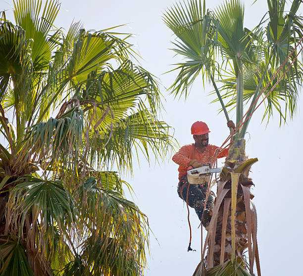 Best Tree Preservation Services  in Palm Springs, CA